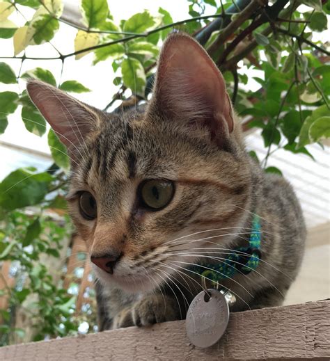 pictures   cat breeds   adelaide walkerville vet