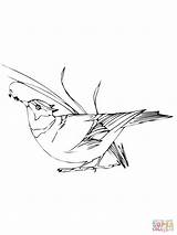 Eating Seeds Wren Coloring Bird Pages Drawing Printable Clipart Supercoloring sketch template