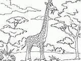 Giraffe Coloring Pages African Printable Animals Kids Funny Savanna Color Drawing Cartoon Leaves Clipart Colouring Jirafa Para Giraffes Mask Sheets sketch template