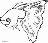 Guppy Coloring Fancy Printable Fish Pages Color Click Size Own sketch template