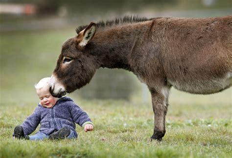 miniature donkeys play  adorable  month  boy  huffpost