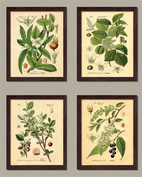 popular  fashioned plant botanical prints  brown