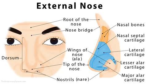 beneath  apex   nostrils  nares surrounded   nasal septum