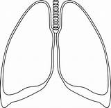 Lungs Lung Clipart Outline Clip Clear Cliparts Clker Kidney Human Background Small Drawing Coloring Transparent Template Vector Line Library Ultrasound sketch template