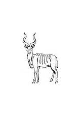 Kudu Clipart Greater Vector Outline Animal sketch template
