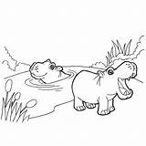 Hippo Hippopotamus Nijlpaard Kleuren Ilustracja Fototapeta Zabawny Kolorowanka Adults Myloview Groot sketch template