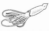 Squid Colossal Calamaro Riesenkalmar Sperm Realistic Cuttlefish sketch template