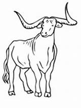 Longhorn Texas Coloring Pages Cattle sketch template