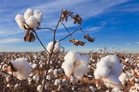 farmers  grow  organic cotton saloncom