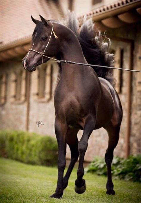 cheval arabe horse beautiful arabian horses horses pretty horses