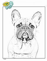 Bulldog Crayola Sheets sketch template