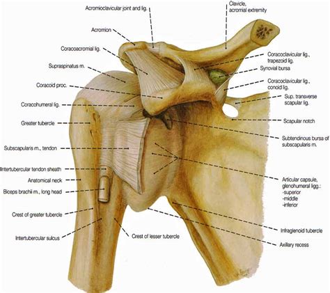 shoulder muscles bones joints exercises injuries muscleseek