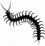 Centipede Vector Illustration Illustrations Clip Large Eps  Icon Line Stock Included sketch template