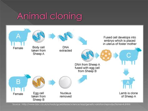types  cloning powerpoint