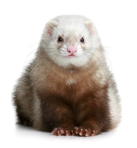 angora ferrets  pets colors costs  care info family life share