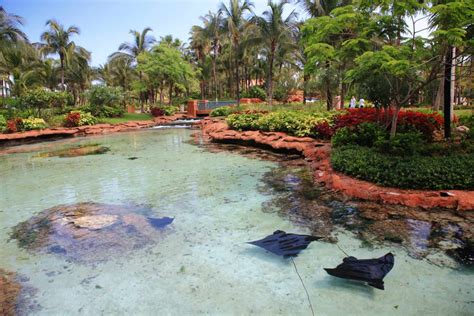25 best things to do in atlantis bahamas resort diana s