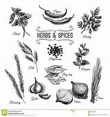 Herbs Culinary Medicinal Spices sketch template