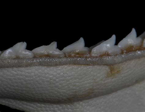rhizoprionodon longurio jordan and gilbert 1882 shark