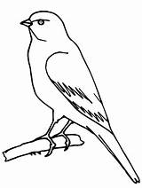 Bird Canary Pages Coloring Wild Branch Standing Tree Getcolorings sketch template