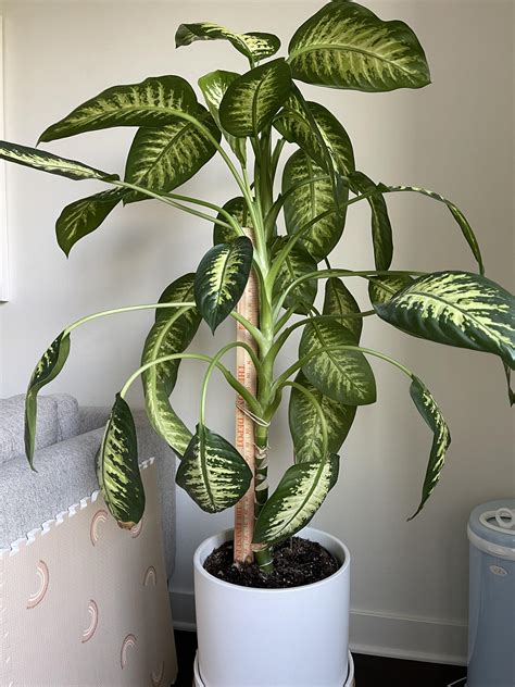dumb cane   taller   supposed        time