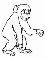 Szympans Kolorowanka Kolorowanki Kategorii Druku Małpa sketch template