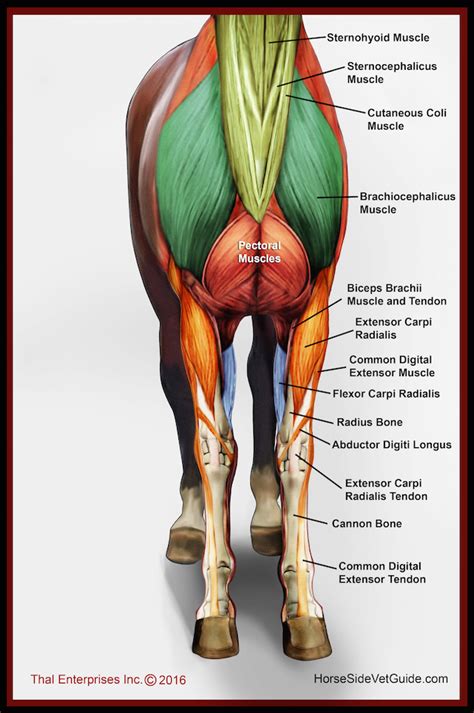 superficial front limb neck muscles front view horse anatomy