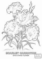 Coloring Carnation Pages Flower Awesome Getcolorings Printable Getdrawings sketch template