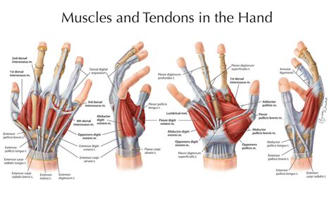 muscles  tendons   hand art  applied  medicine