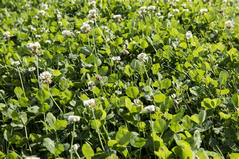 clovers significance increases  wake   regulations germinal nz
