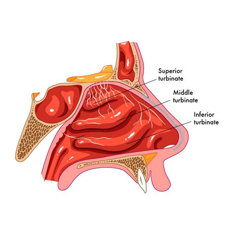 nasal turbinates anatomy anatomy drawing diagram images   finder