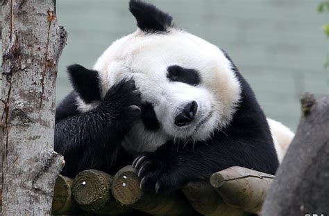 Why Are Pandas So Chilled The Clue Is In The Bamboo