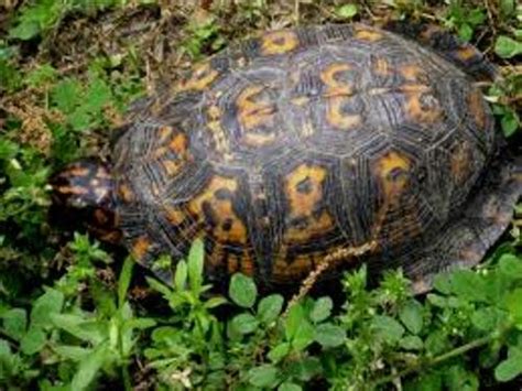 10 Interesting Turtle Facts My Interesting Facts