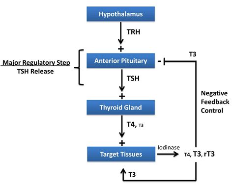 thyroid hormone regulation pathway medicine