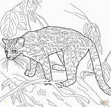 Coloring Margay Pages Rich Fool Parable Cat Printable Wild Gist Inspirational Divyajanani Template Drawing sketch template