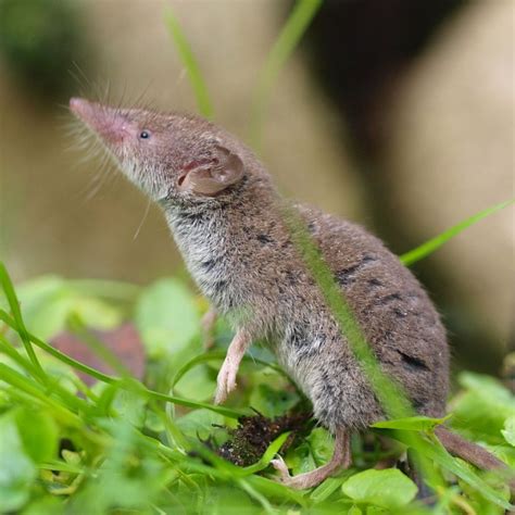 species greater white toothed shrew  mammal society