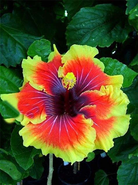 hawaii hibiscus seeds angelas heavenly garden
