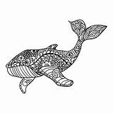 Zentangle Coloritura Balena Ornamentale Vettore Adulta Disegnato Artisticamente Ha sketch template