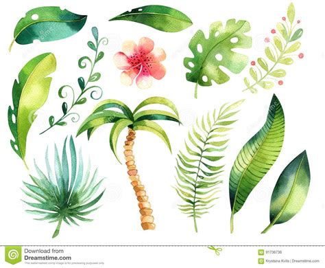 tropical isolated illustration set watercolor boho tropic