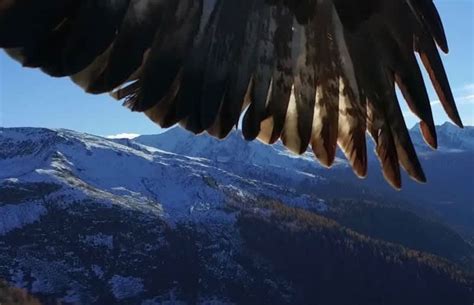 video  eagles pull drone  sky outdoorhub