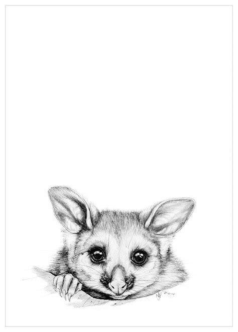 possum pencil drawing