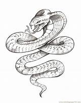 Snake Coloring Printable Pages Tattoo Color Cobra Tattoos Reptile Traditional Cool Idea sketch template