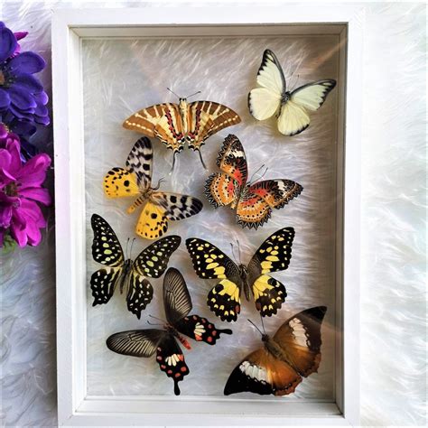 Vintage New Real Thai Butterfly Mix Wood Framed Insects Collectible