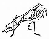 Mantis Praying Coloringbay Pray Clipartmag sketch template