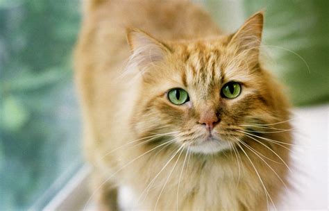 ginger tabby cat breed information images characteristics health