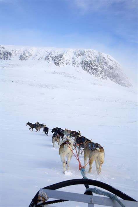 dogs pulling sled  photograph  axiom photographic fine art