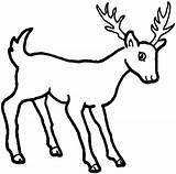 Animals Deer Drawing Easy Cartoon Coloring Pages Wild Printable Whitetail Color Sketches Mule Reindeer Outline Drawings Sketch Pencil Clipart Realistic sketch template