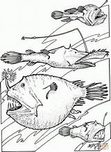 Angler Fishes Abysses Tiefsee Tiefseefische Ausmalbild Poissons Gulper Coloringbay Justcoloringbook Dari Coloriages Caribou sketch template