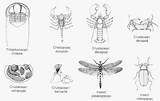 Exoskeleton Arthropod Arthropods Worksheet Coloring Quizlet Ciencias Kids Facts Guardado Animalstime Desde sketch template