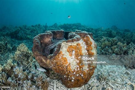 worlds largest clam species stock photo  image  istock