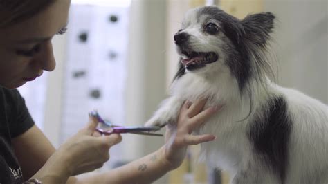 diligent professional pet groomer making  fluffy  cute dog haircut  scissors